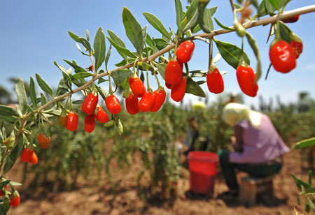 Goji - kustovnica nska